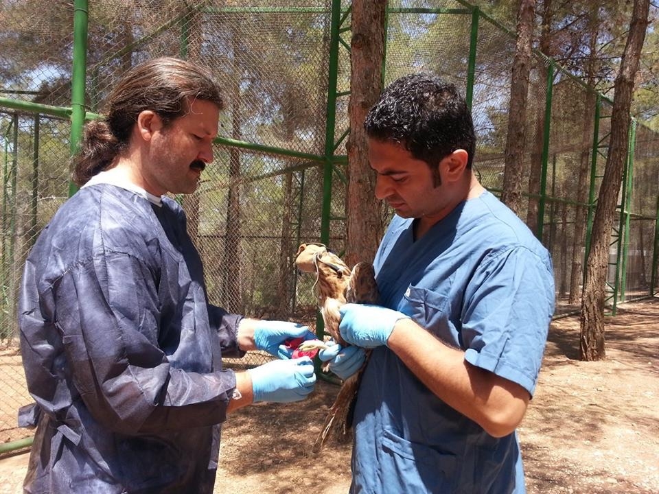 turkiye\de-ilk-defa-kizil-sahin-ve-yilan-kartalina-verici-takildi