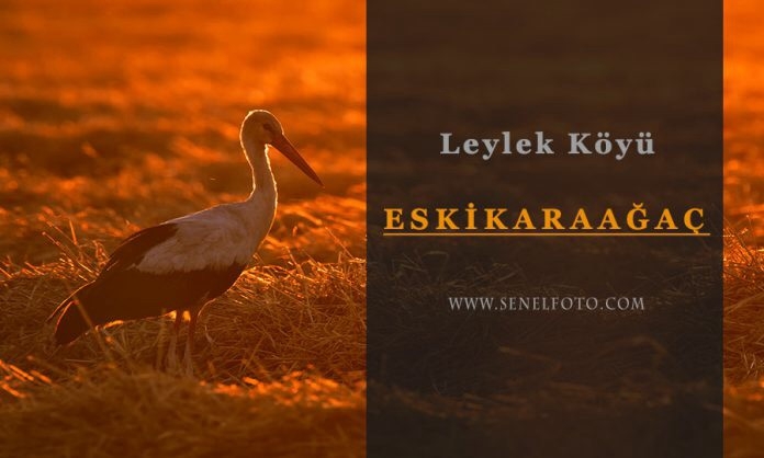 avrupa-leylek-koyu-eskikaraagac
