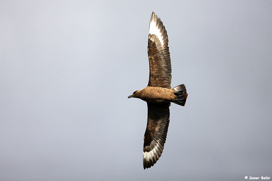 hayvanlar-kin-tutar-mi-bu-antarktik-kusu-insanlari-ayiriyor-