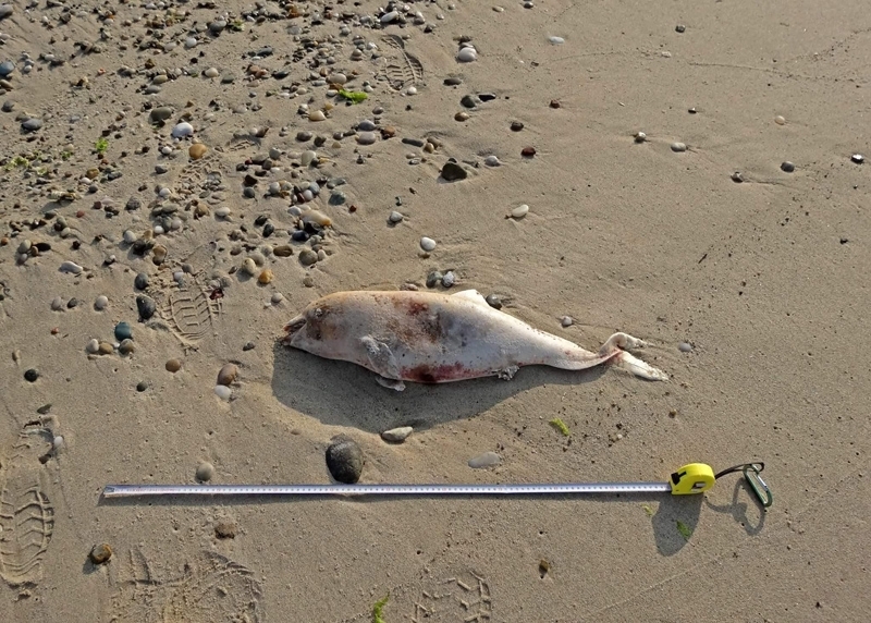 olagandisi-toplu-yunus-olumleri