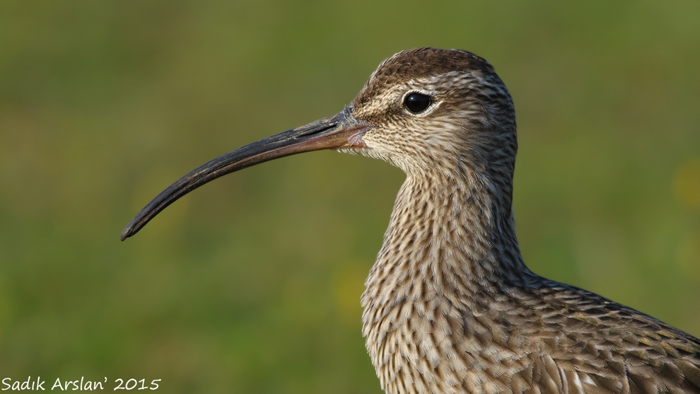 ileri-teknolojiler-gocmen-kuslar-icin-daha-genis-alanlarin-korunmasi-gerektigini-gosterdi