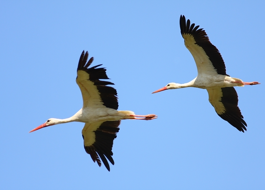 fazilet-samsun-bafra-ve-delta---yoldalar