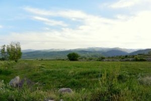 turkiyede-bildircinkilavuzunun-iki-yeni-ureme-alani-bulundu!