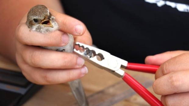 kizilirmak-deltasi\nda-100-binin-uzerinde-kus-halkalandi