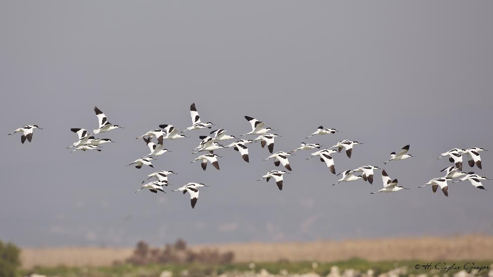 kizilirmak-deltasi\nda-gocmen-kuslar-ozgur-ucacak