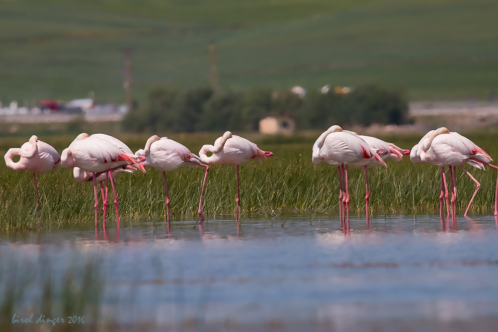 van\da-flamingolarin-gorsel-soleni-basladi