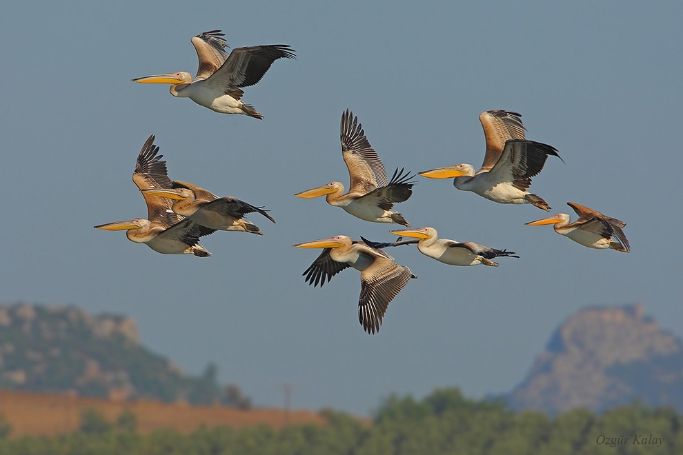 manyas-kus-cenneti\nde-kuslar-sayiliyor-