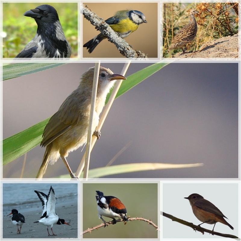 gorsel-veride-3--dalyayi-gorenler