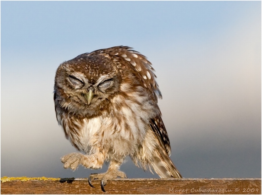 3-ulusal-karikatur-yarismasi