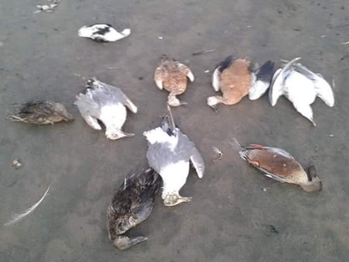 ercek-golunde-kus-olumleri