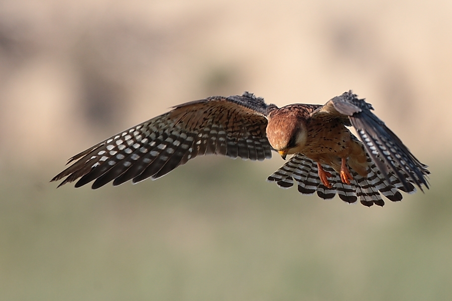 turkiyenin-68-kusu-kayip!