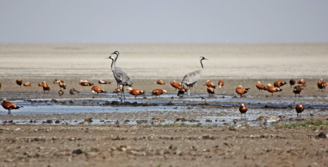 \`seyfe-golu\nu-kuruttun\`-davasi