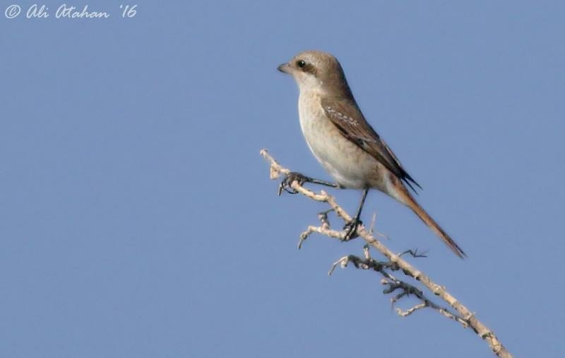 orta-asyadan-bomba-ziyaretcimiz-var!-