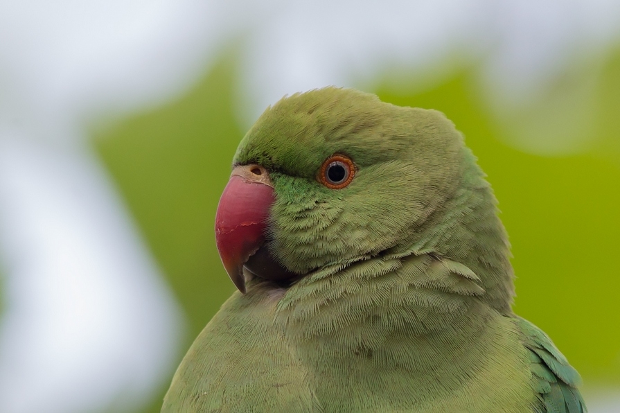 2016-yili-turkiye-papagan-sayimlari