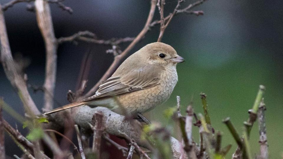 rize\den-karsilik-geldi