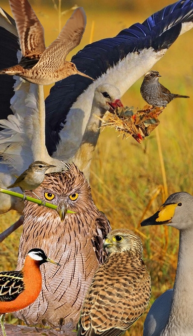 sampiyon-leylek-ve-arkadaslari