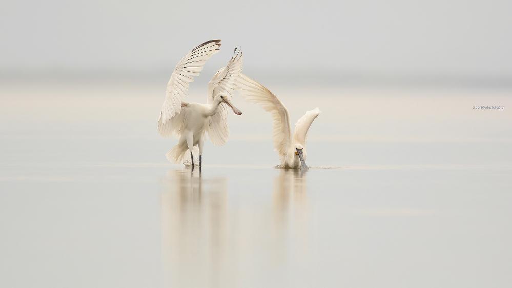 gala-golu\nde-kus-gozlemcisi-ve-amator-fotografcilara-engel