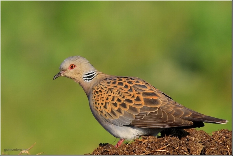 kuyucuk-ve-aras-kus-halkalama-istasyonlari-sezonu-kapatti