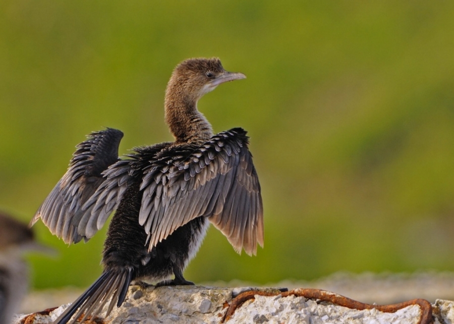 kucuk-karabataklari-yok-mu-ediyoruz-