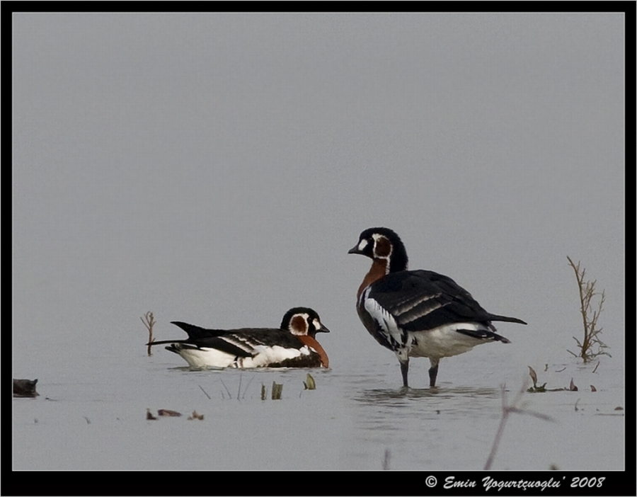 anadoluda-tehlike-altindaki-tum-turler-bu-haritada!
