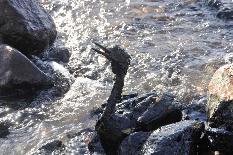 izmit-korfezi\nde-petrol-faciasi