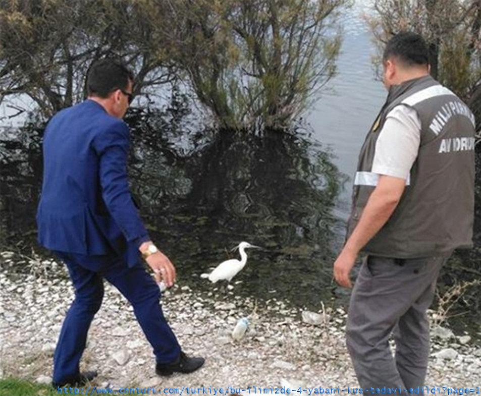 yabani-kuslar-tedavi-edildikten-sonra-dogaya-birakiliyor