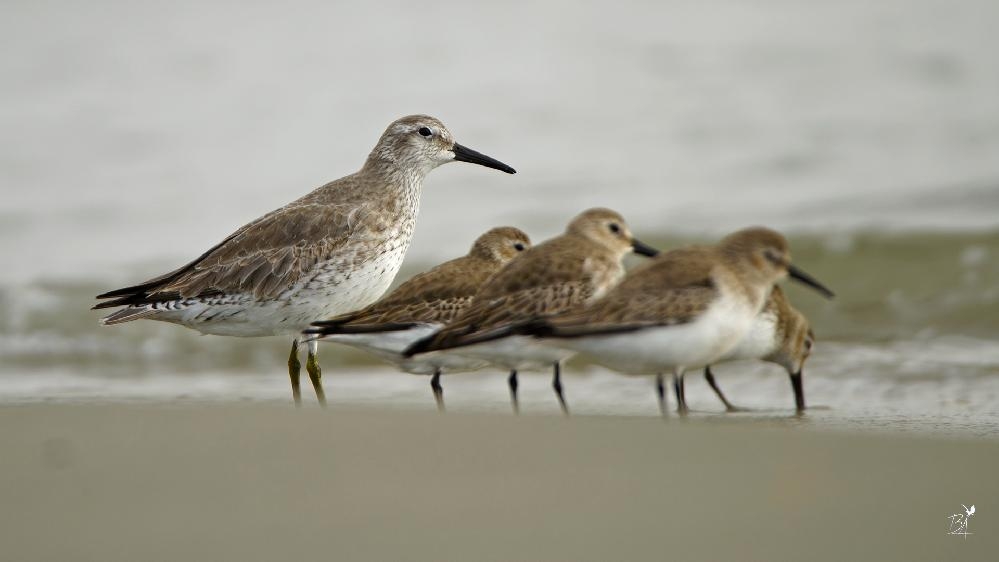 kutup-bolgesinde-ureyen-kiyi-kuslari-hizla-azaliyor
