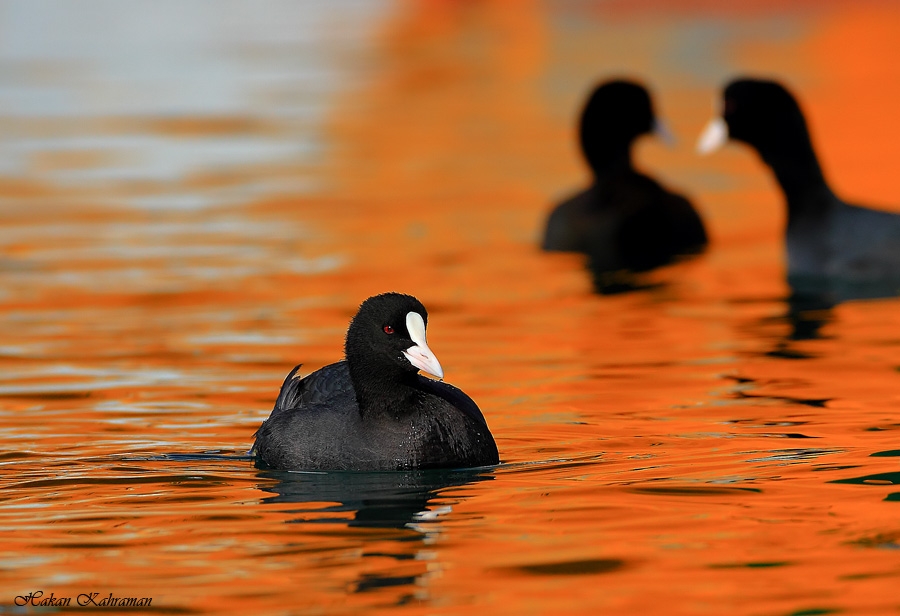 uluabat-golunde-kacak-avcilara-ceza