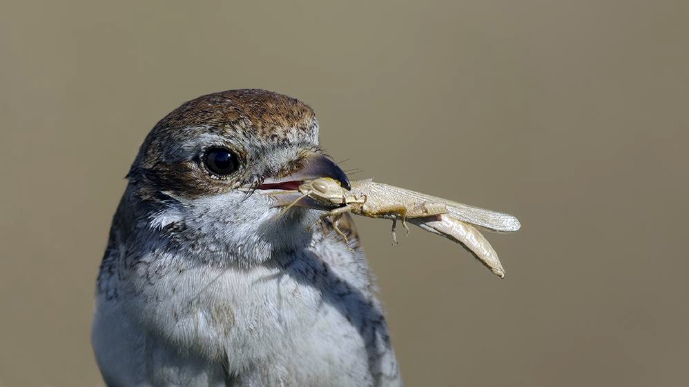 ormansizlasmayla-mucadelede-kuslarin-kritik-rolu-var