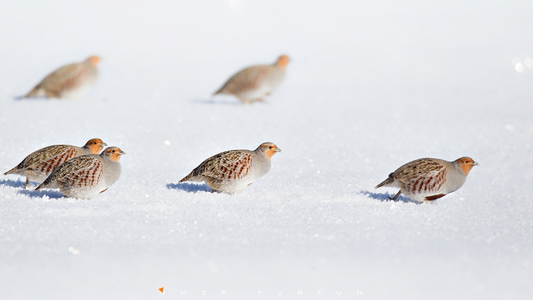 kardan-adamlar-kanar-mi