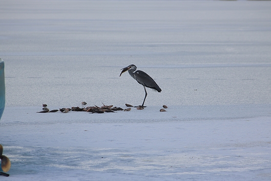 su-kuslarinin-donan-golde-yasam-mucadelesi