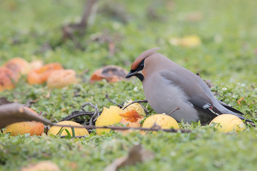 kongremiz--bomba-turler--ile-basladi