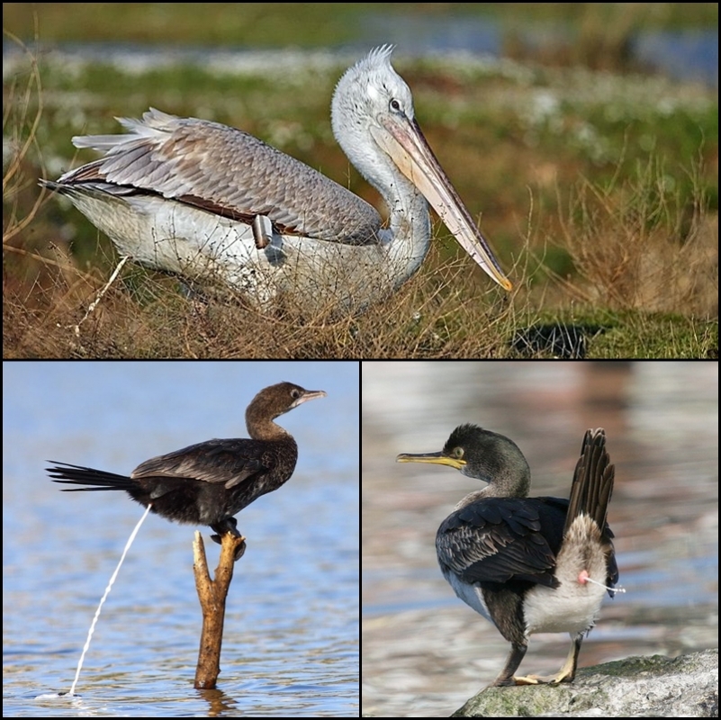 disariya--atilanlar---