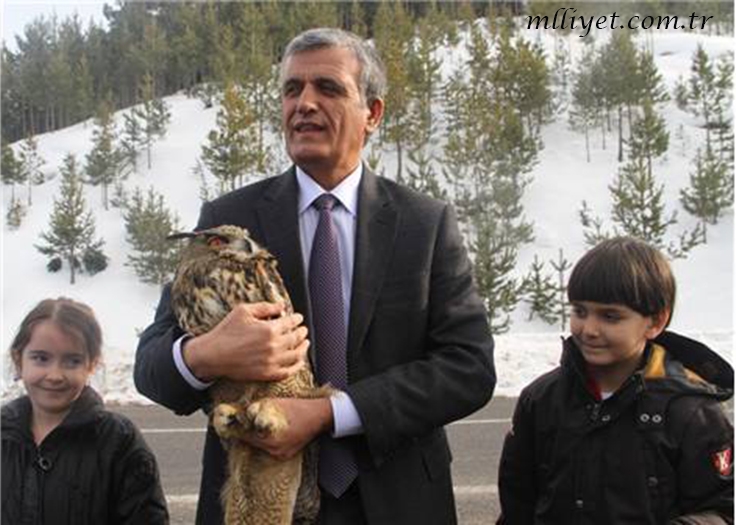 yarali-puhu-tedavi-edilip-dogaya-birakildi