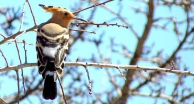 ilkbaharda-likya-kuslari