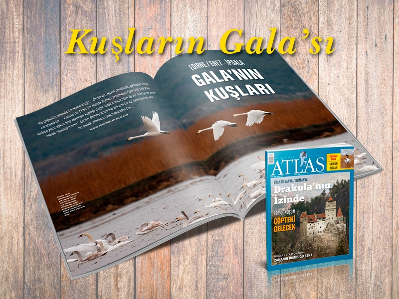 kuslarin-galasi