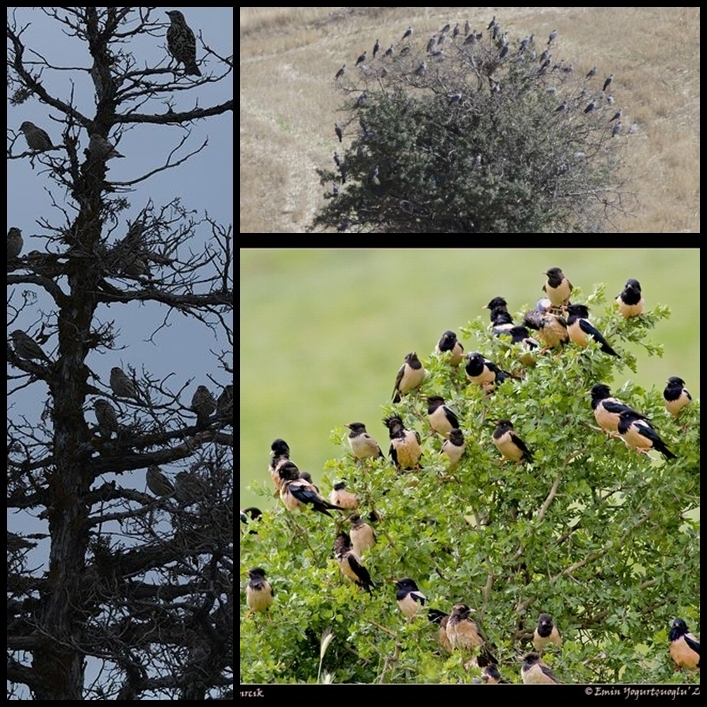 hadi-bir-dilek-tutalim!