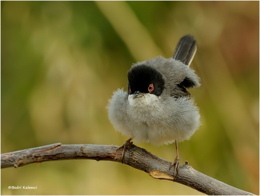 51-bin-kus-halkalandi