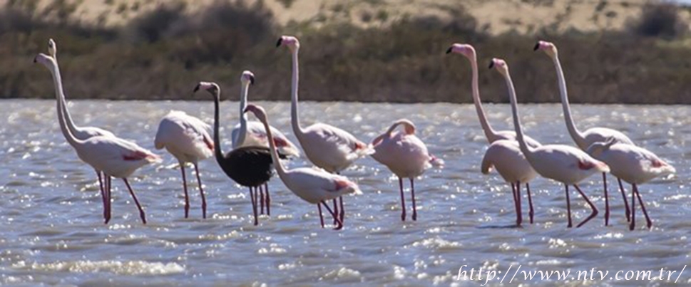 siyah-flamingo-turkiye\de