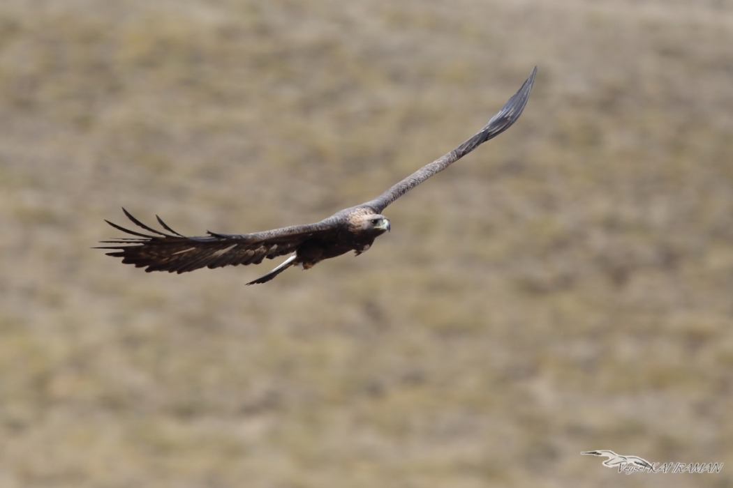 kartallar-kotu-hava-kosullarinda-da-goc-ediyorlar-