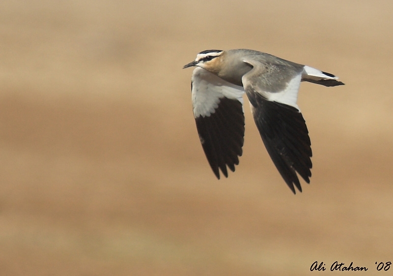 surmeli-kizkusu-arazisi-28-ekim-2008