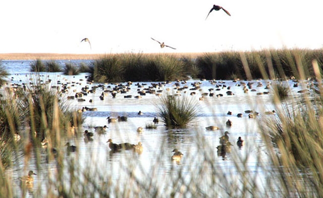 delta\ya-kus-parki-yapiliyor