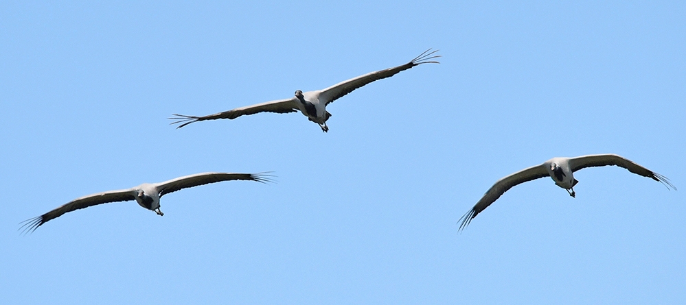 istanbul\da-telli-turna-ve-kizil-akbaba-kaydedildi