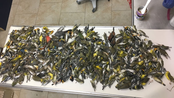 ayni-yerde-400-olu-kus-bulundu