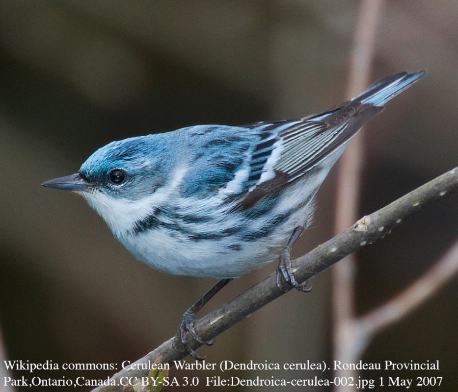 izleme-cihazlari-kucuk-kuslarin-goc-basarisini-etkiliyor