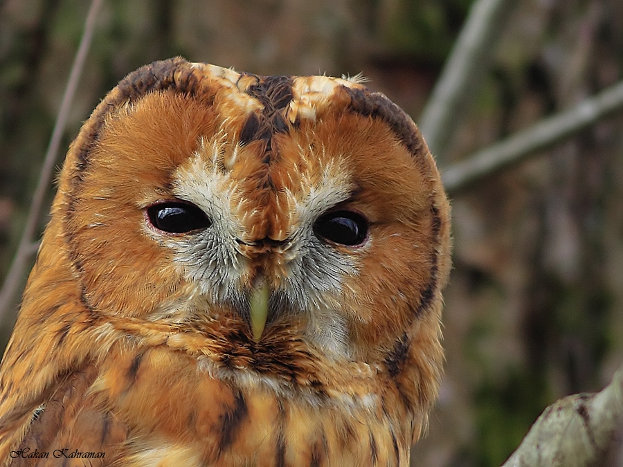 yuvadan-dusmus-baykus-gordugumuzde-ne-yapmali