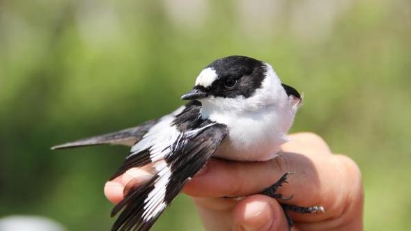 serik\te-1500\den-fazla-kus-halkalandi
