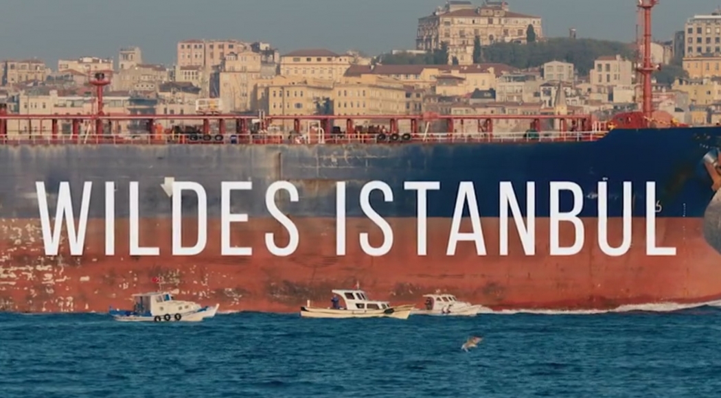 istanbul\un-yaban-hayati