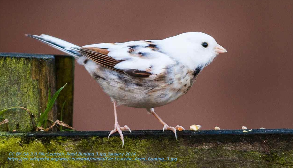 beyaz-kuslar-cok-ama-pek-azi-\`leucistic\`-beyaz