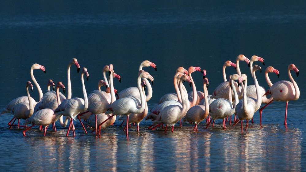bodrum\a-flamingolar-damgasini-vurdu